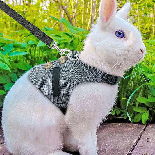 Rabbit Harness