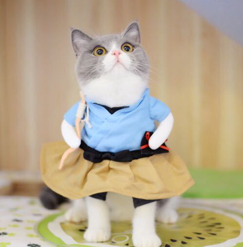 Pet Clothes