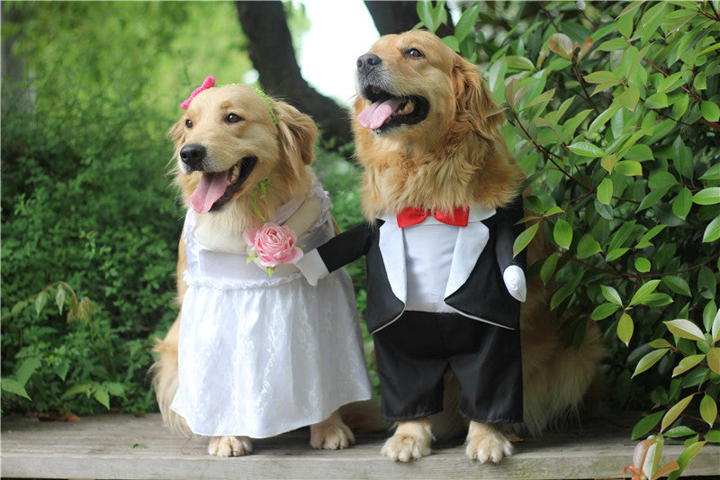 Clothing Dog Suit Wedding