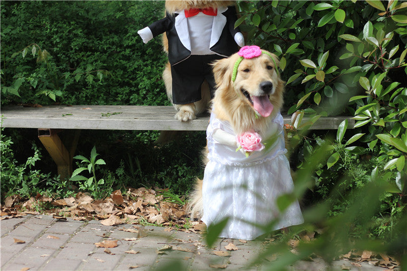 Clothing Dog Suit Wedding