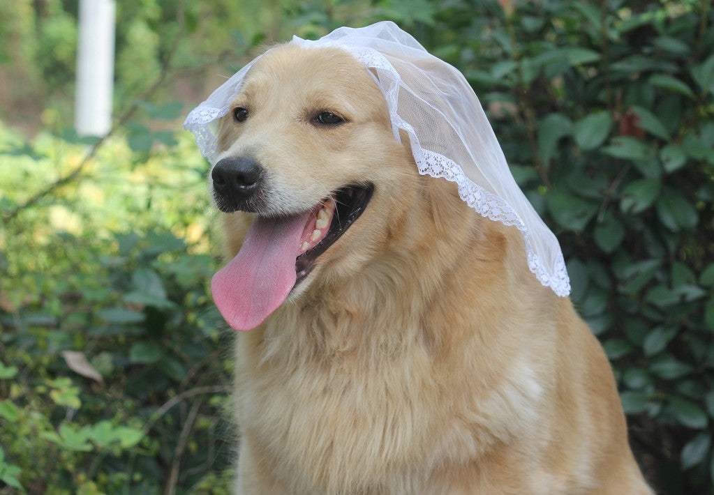 Clothing Dog Suit Wedding