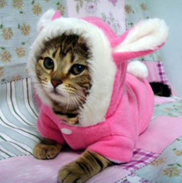 Pet Cat Clothes