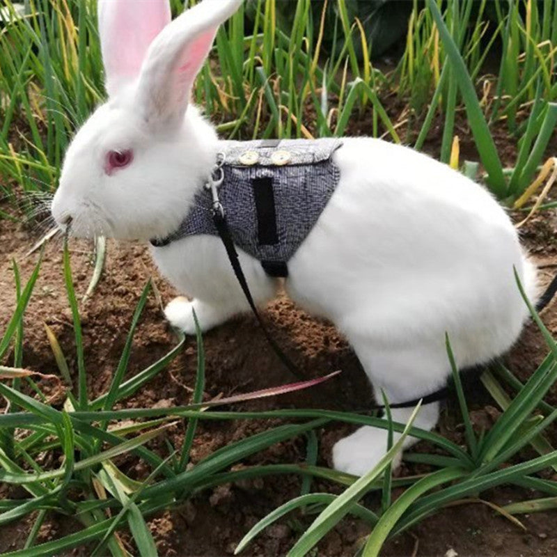 Rabbit Harness