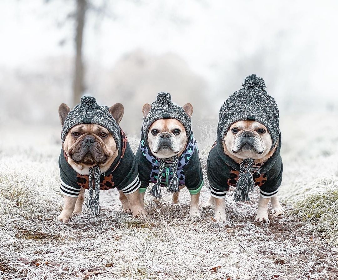 Winter Fashion Dog Hat