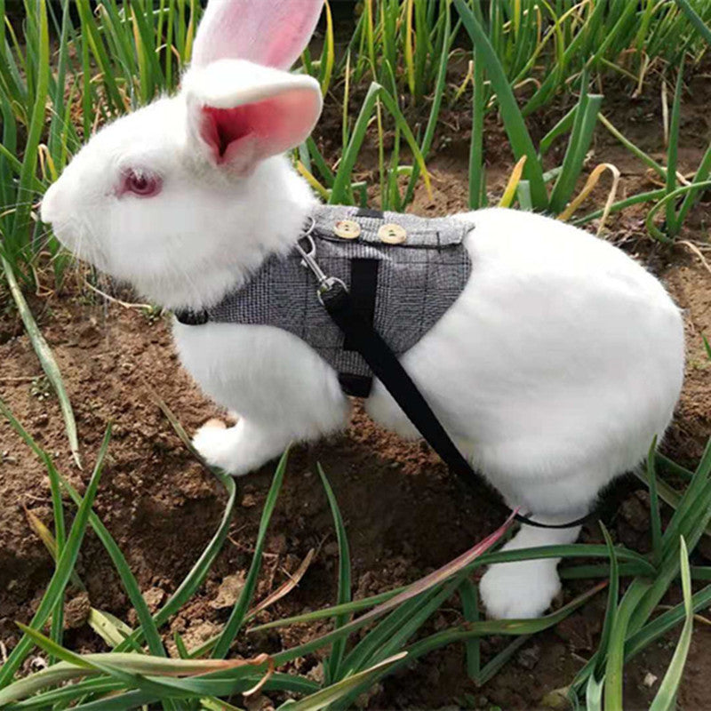 Rabbit Harness