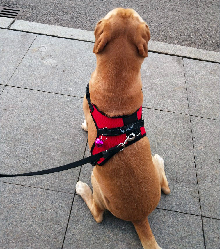 Saddle Dog Harness