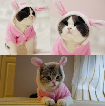 Pet Cat Clothes