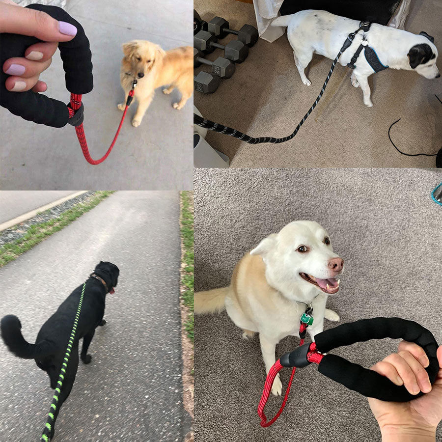 Dog Leash