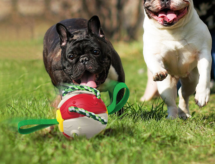 Interactive Dog Football